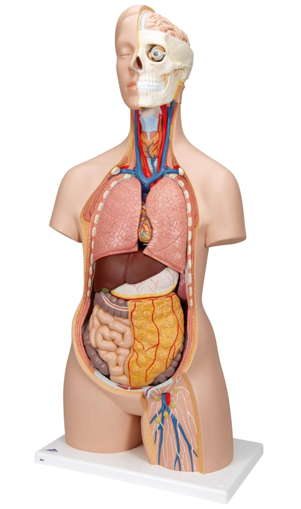 Torso standard, di genere neutro, composto da 12 elementi, comprensivo di software
