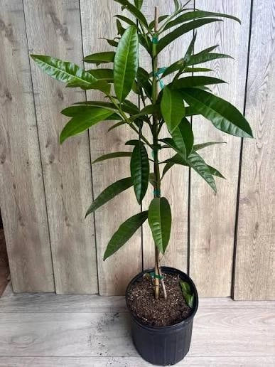 Pimenta dioica, pepe della Giamaica vaso 16 H80cm