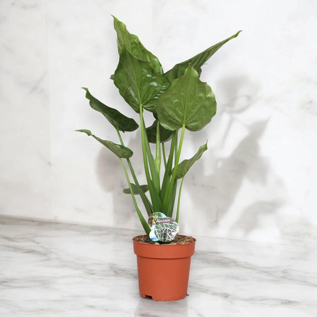 Gardenaria Alocasia cucullata - Pianta da interno ornamentale Altezza: 100 cm (vaso 24)
