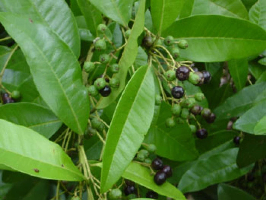 Pimenta dioica, pepe della Giamaica vaso 16 H80cm