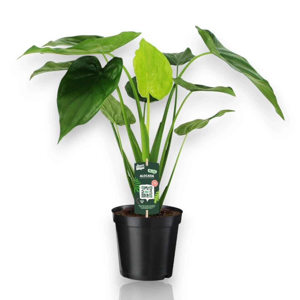 Gardenaria Alocasia cucullata - Pianta da interno ornamentale Altezza: 100 cm (vaso 24)
