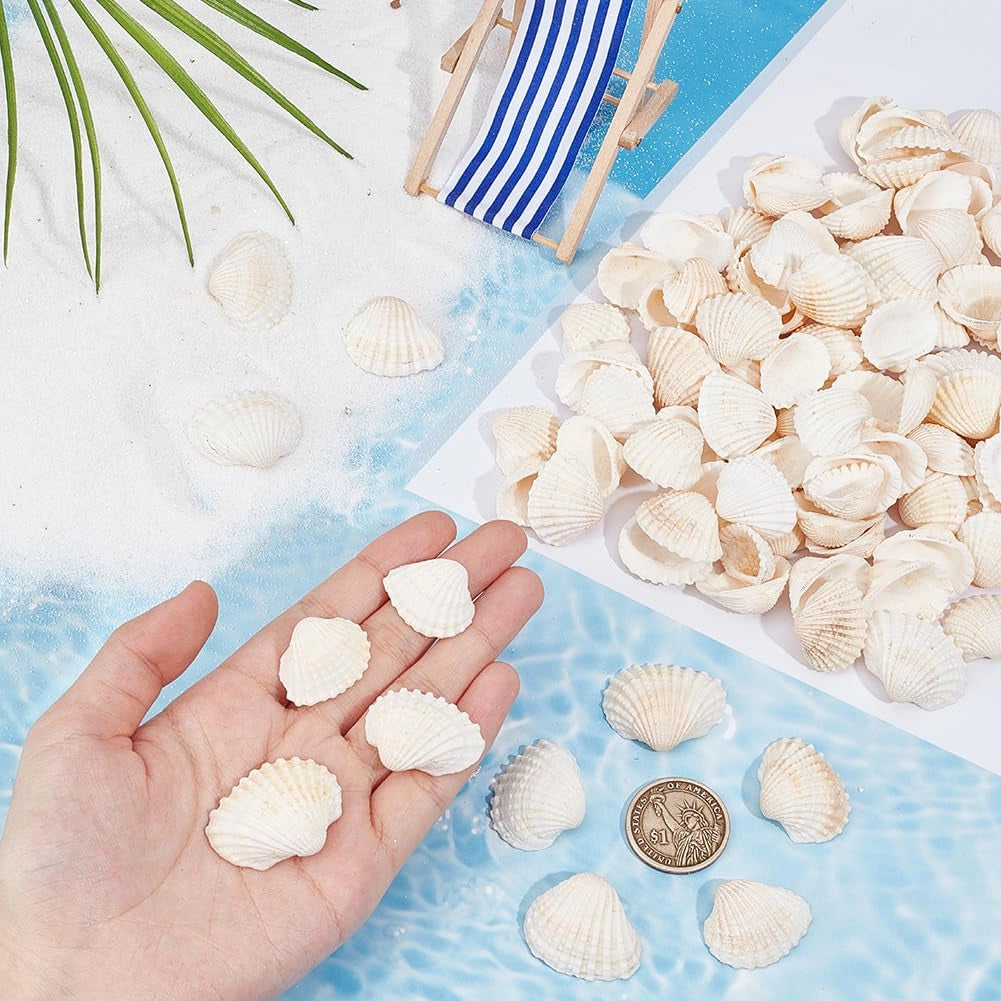 300 piccole conchiglie, decorazioni naturali a tema marino, non forate