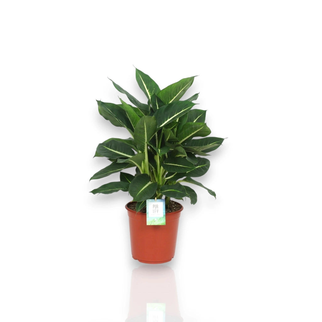 Gardenaria Dieffenbachia 'Green magic' - Pianta da interno ornamentale Altezza: 60 cm (vaso 17)