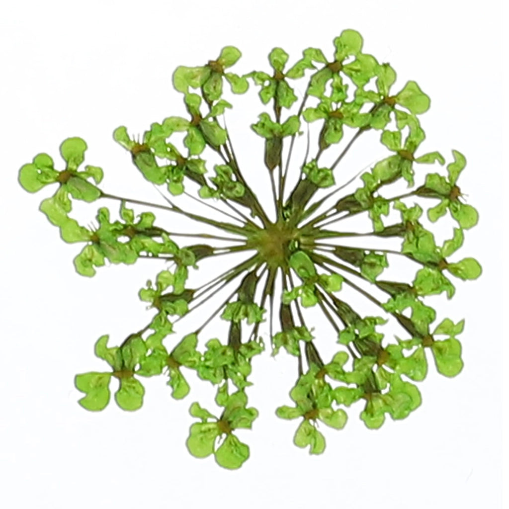 Fiori secchi e pressati, 24 pezzi, di colore verde, dimensioni 2-2,5 cm