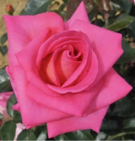Gardenaria Rosa 'Parfum Royal' - Rosa da giardino Altezza: 40/50 cm (vaso20)