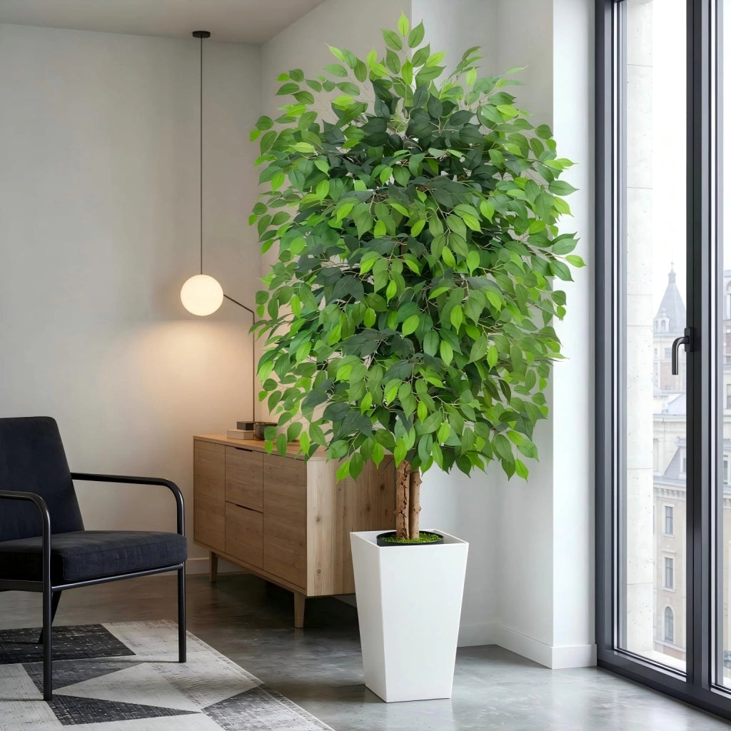 Ficus artificiale, altezza 180 cm, con vaso bianco