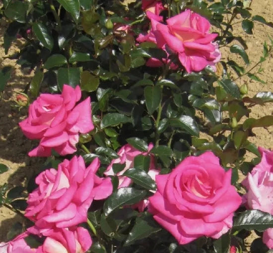 Gardenaria Rosa 'Parfum Royal' - Rosa da giardino Altezza: 40/50 cm (vaso20)