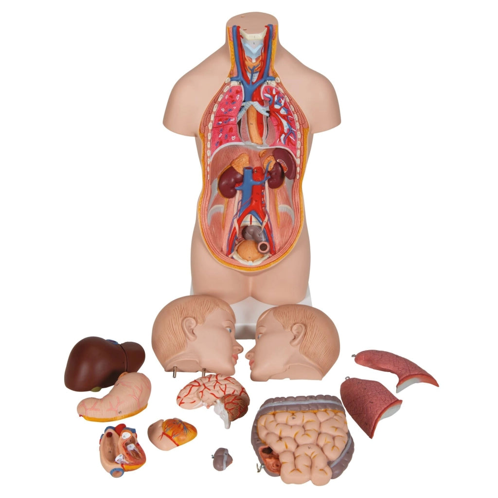 Mini-torace da 12 pezzi con testa, comprensivo di software di anatomia