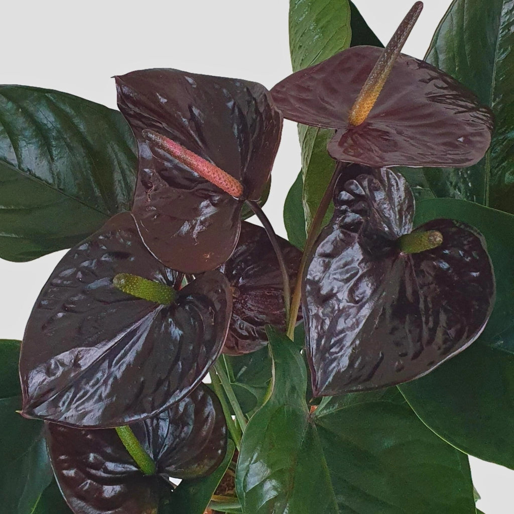 Gardenaria Anthurium 'Beauty black' - Pianta da interno ornamentale Altezza: 60 cm (vaso 17)