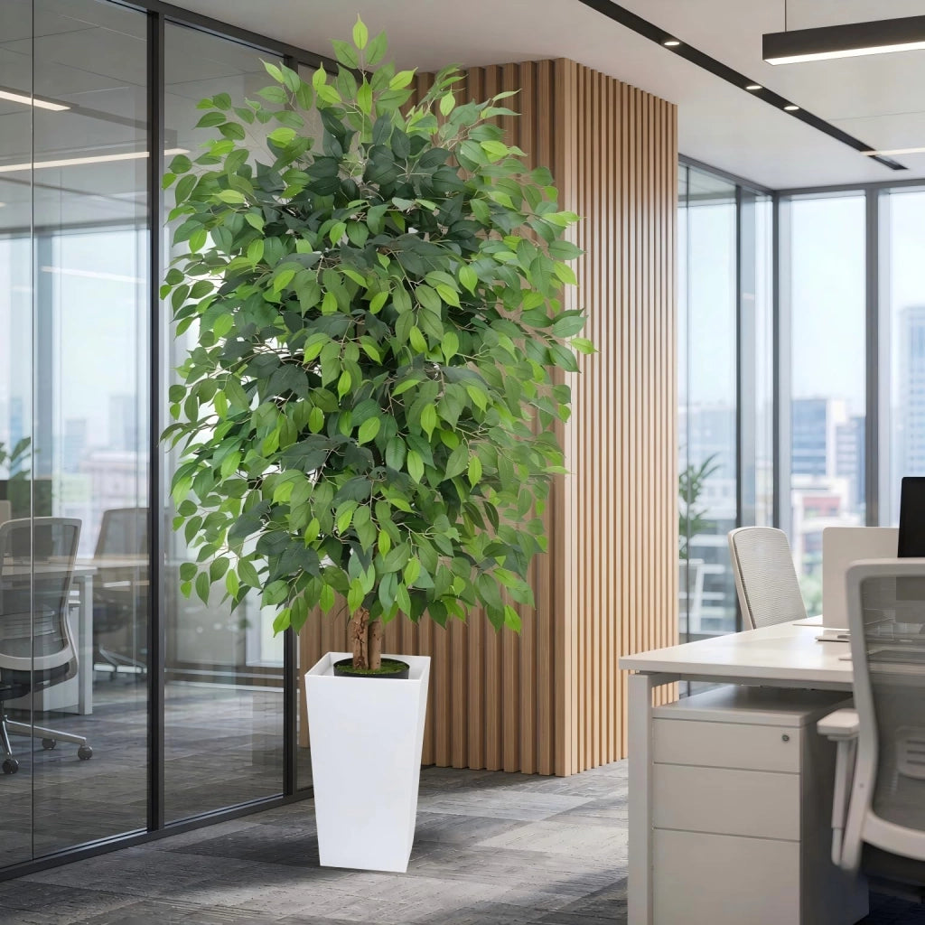 Ficus artificiale, altezza 180 cm, con vaso bianco