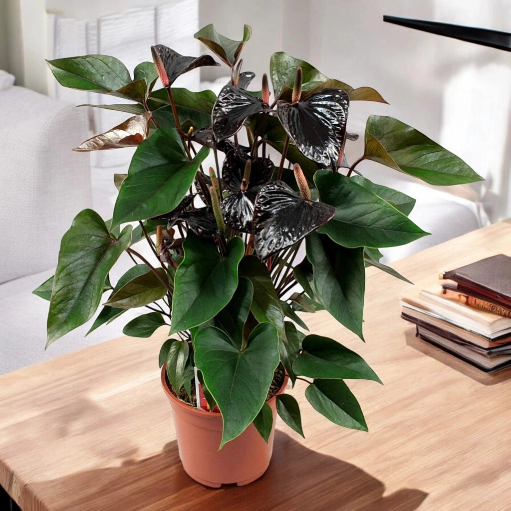 Gardenaria Anthurium 'Beauty black' - Pianta da interno ornamentale Altezza: 60 cm (vaso 17)