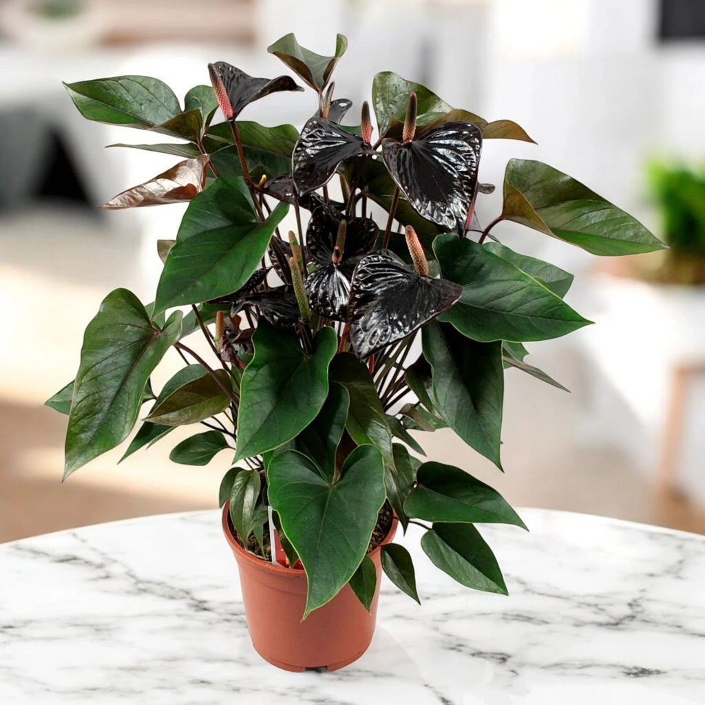 Gardenaria Anthurium 'Beauty black' - Pianta da interno ornamentale Altezza: 60 cm (vaso 17)