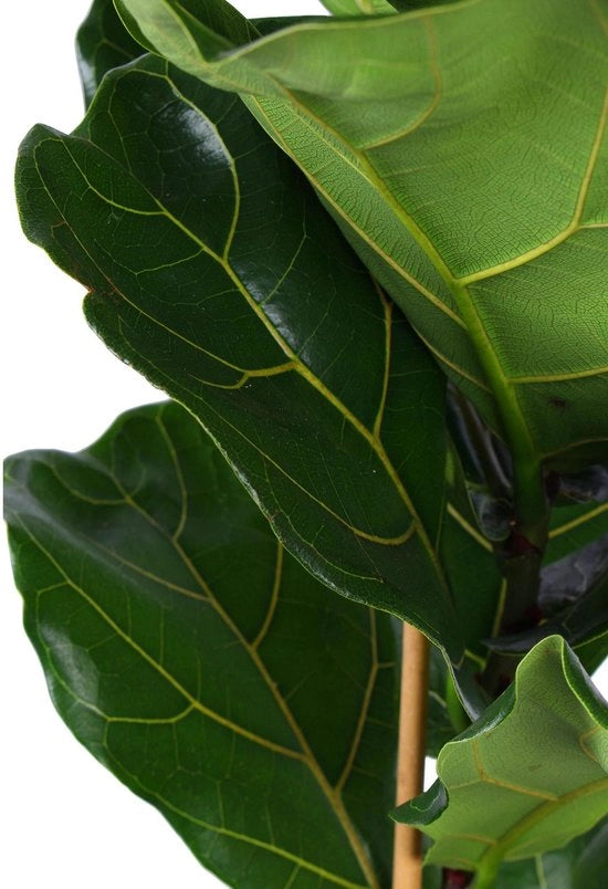 Ficus Lyrata - Ø21cm - 90cm in Vaso a Sfera TAUPE