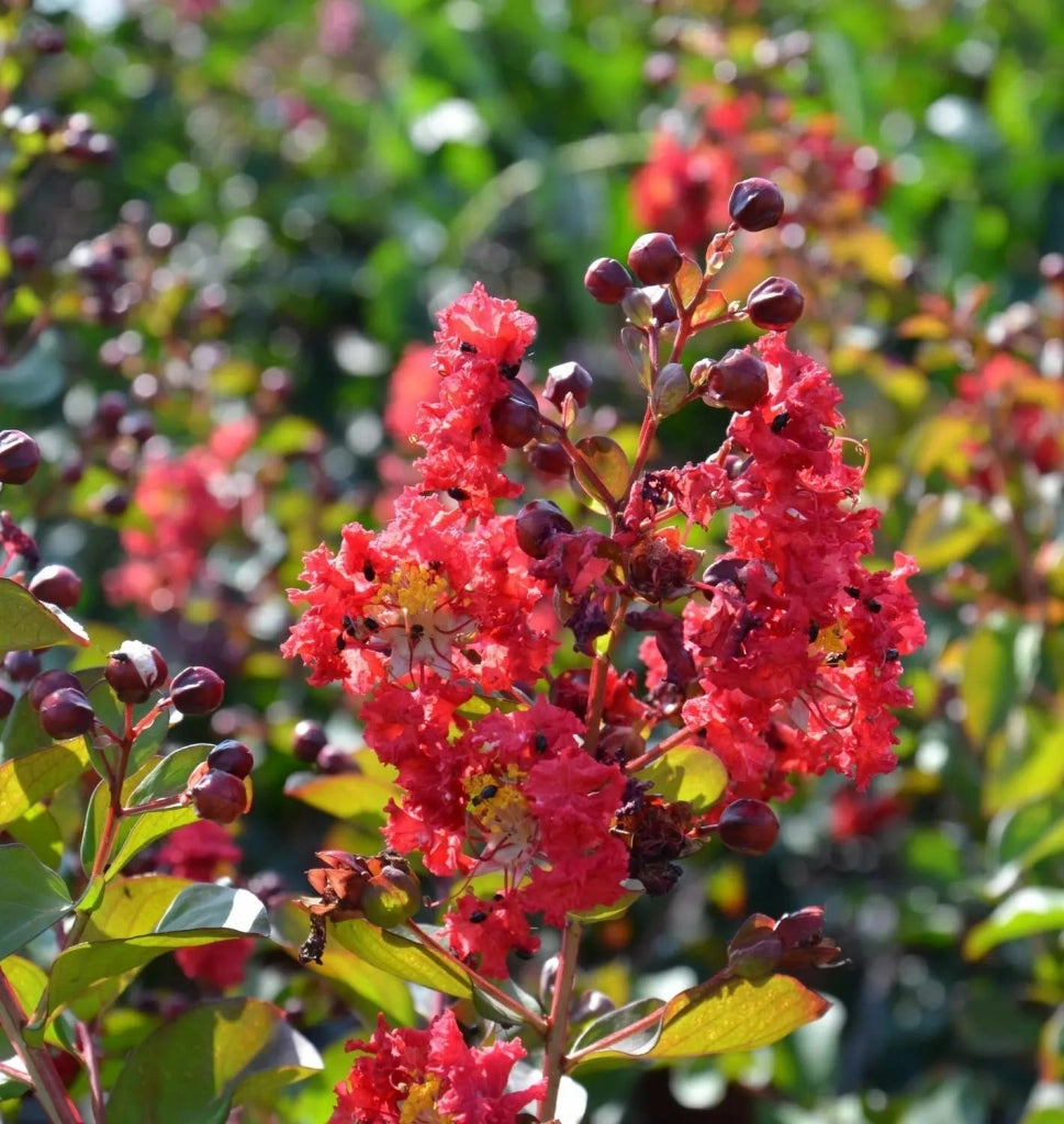 Gardenaria Lagerstroemia 'Dynamite' - Arbusto ornamentale da giardino Altezza: 40/60 cm (vaso19)