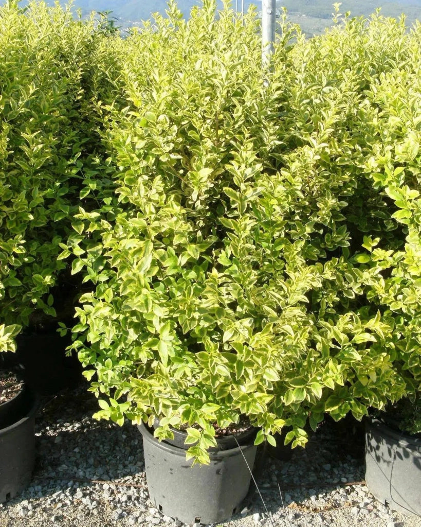 Gardenaria Ligustro - Ligustrum ovalifolium 'Aureum' - Arbusto ornamentale da giardino Altezza: 40/60 cm (vaso19)