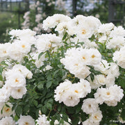 Gardenaria Rosa 'Iceberg' - Rosa da giardino Altezza: 30/35 cm (vaso19)