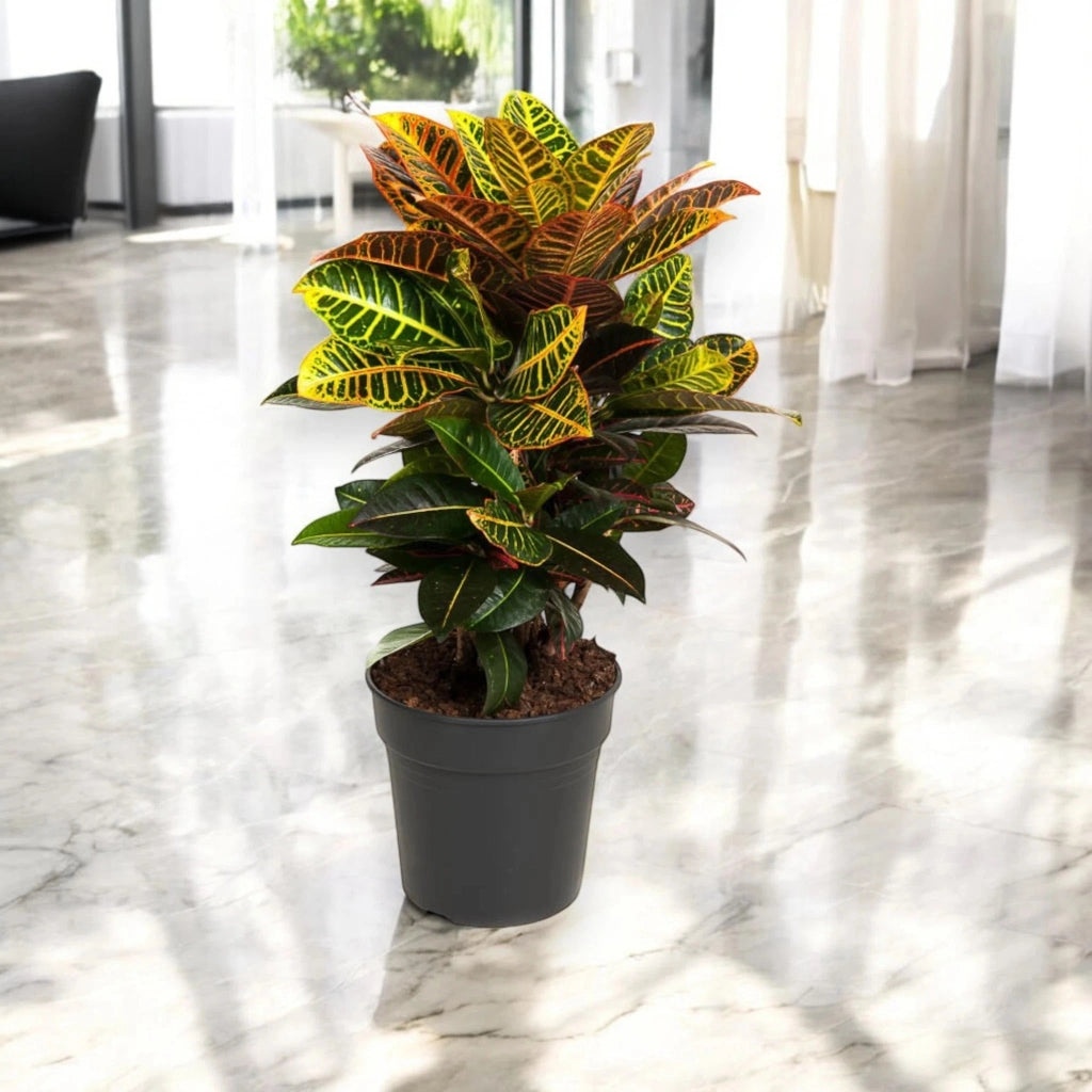 Gardenaria Codiaeum variegatum 'Petra' - Pianta da interno ornamentale Altezza: 50 cm (vaso 17)