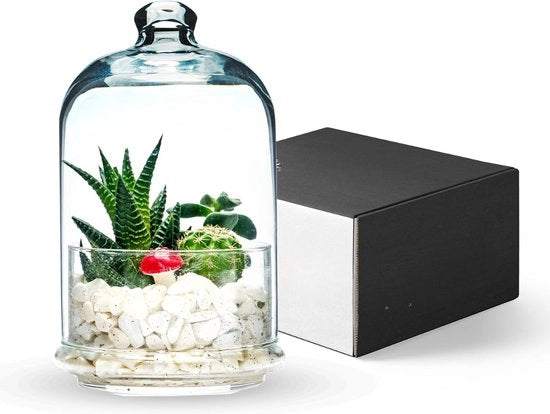 Terrario vaso di vetro con coperchio per piante - crea il tuo grande terrario o ecosistema decorativo (piante non incluse), (20cm alto x 10cm Ø)