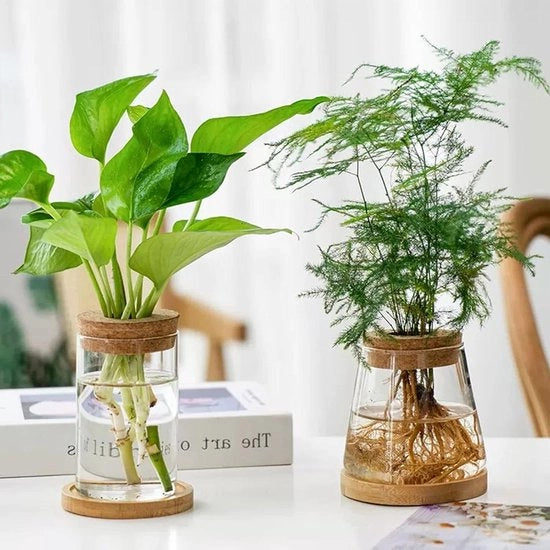 Set di propagazione per terrario da 2 pezzi - Osservazione dei semi - Contenitore per piante da tavolo - Vaso di vetro con coperchio in legno e manico in bambù - Per la coltivazione di piante - Vaso per fiori da giardino