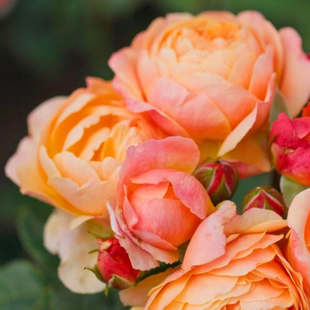Gardenaria Rosa 'Creme Brulée' - Rosa da giardino Altezza: 40/50 cm (vaso20)