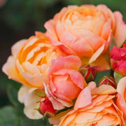 Gardenaria Rosa 'Creme Brulée' - Rosa da giardino Altezza: 40/50 cm (vaso20)