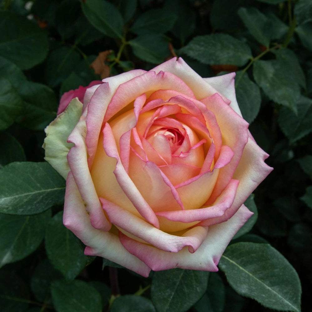 Rosa Barni Anna Molinari – Rosa Rifiorente Profumata