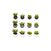 Pianta grassa D6 cm con vaso magnetico pz 1