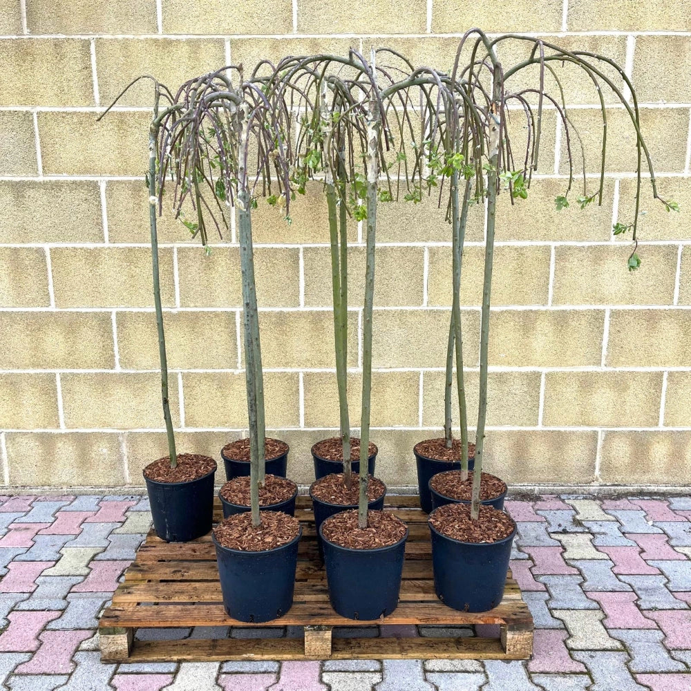Pianta di SALIX CAPREA salice ornamentale PIANGENTE in vaso 24 cm AMDGarden