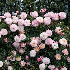 MEILLAND Rosa David Hockney giallo intenso rifiorente profumata vigorosa