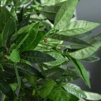 Set di 2 Alberi di Alloro in Vaso Artificiali Altezza 90cm per Interni ed Esterni