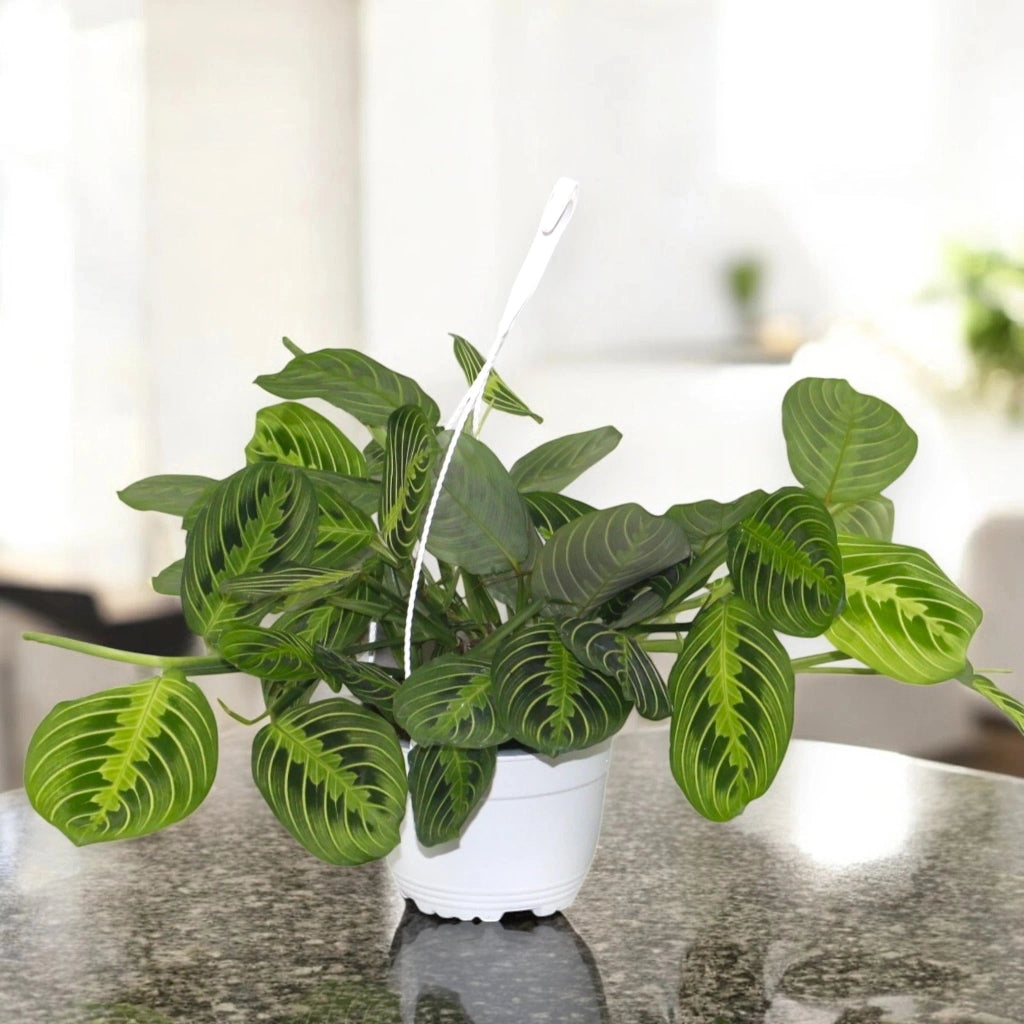Gardenaria Maranta leuconeura 'Lemon Lime' - Pianta da interno ornamentale Altezza: 30 cm (vaso 12)