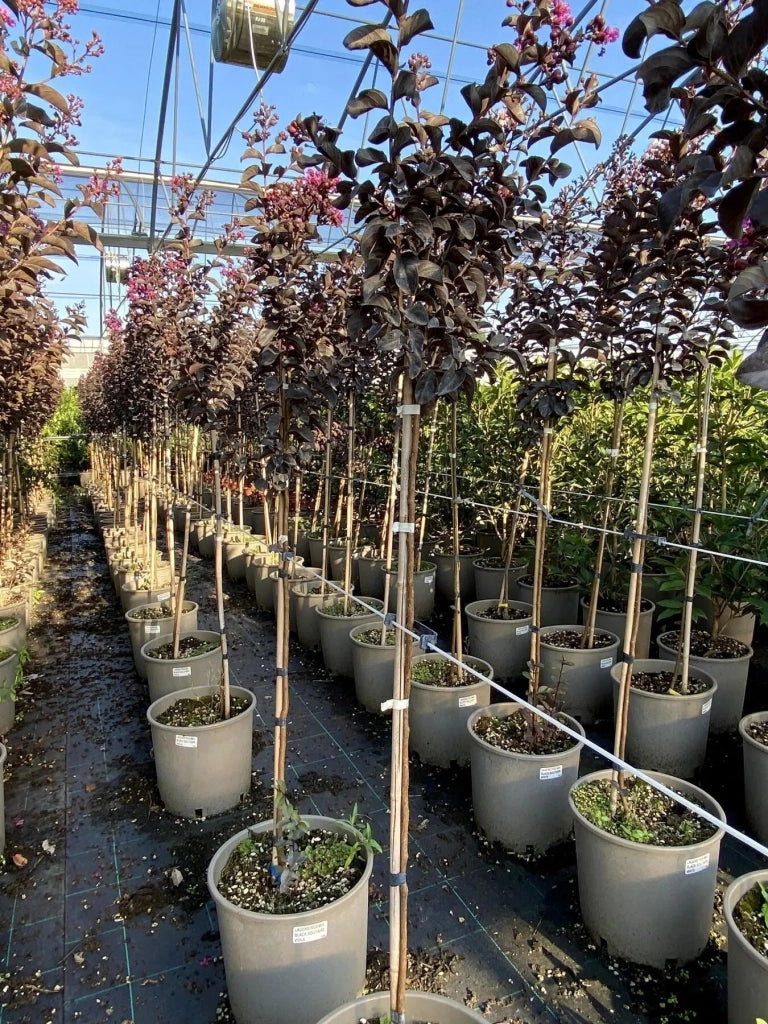 Gardenaria Lagerstroemia indica 'Black Solitaire Purely Purple' - Arbusto ornamentale da giardino Altezza: 40/60 cm (vaso19)