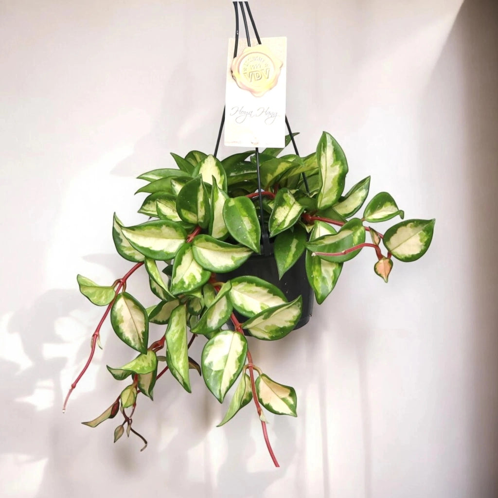 Gardenaria Hoya carnosa 'Tricolor' - Pianta da interno ornamentale Altezza: 30 cm (vaso 14)