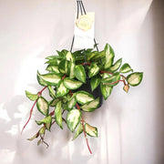 Gardenaria Hoya carnosa 'Tricolor' - Pianta da interno ornamentale Altezza: 30 cm (vaso 14)