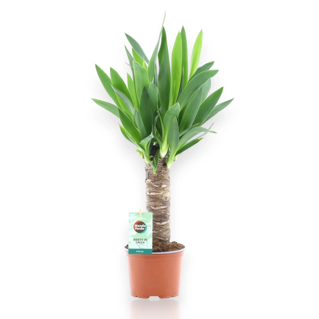 Gardenaria Yucca - Pianta da interno ornamentale Altezza: 135 cm (vaso 31)