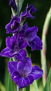 Bulbi di Gladiolo Fidelio Viola 12/14 – Eleganza slanciata