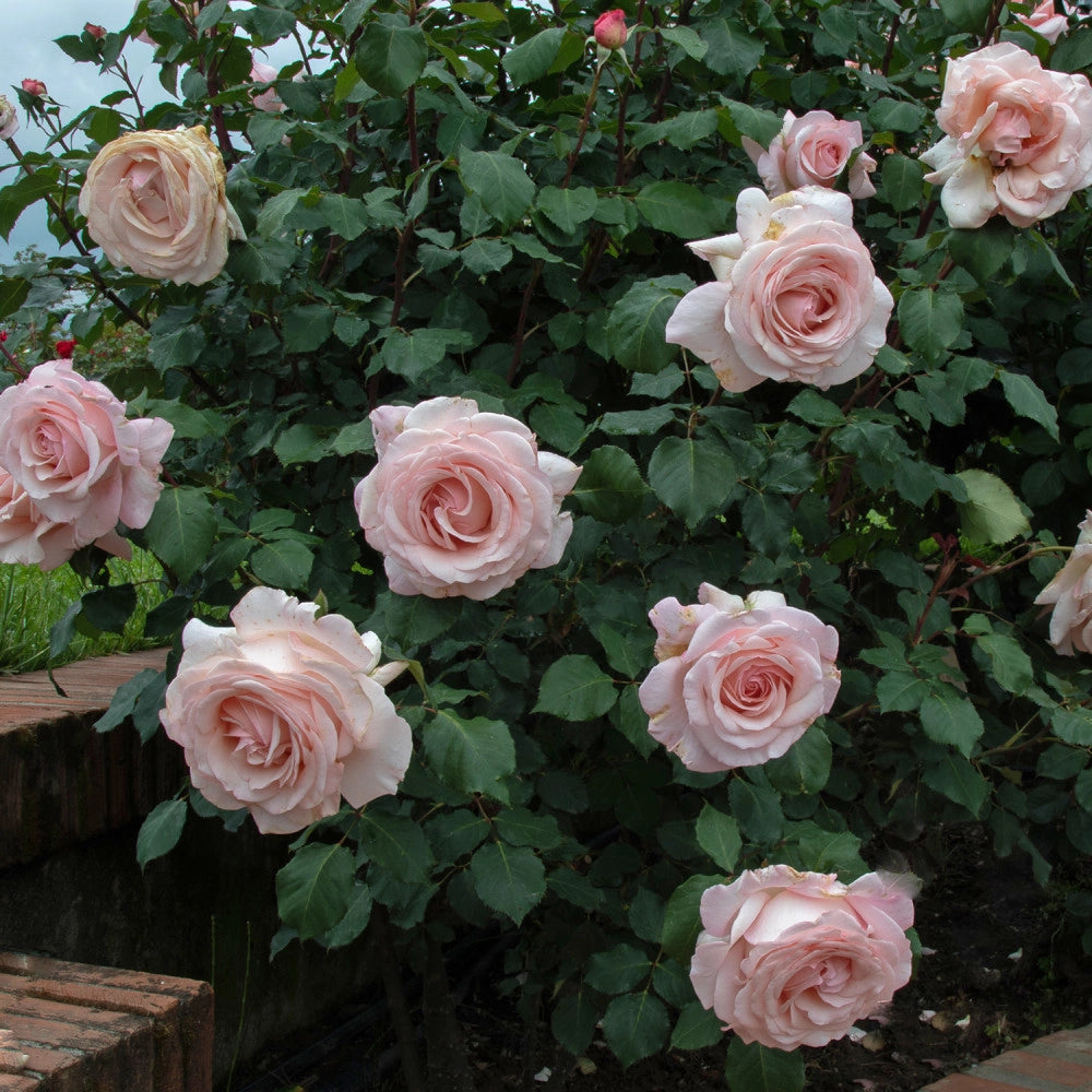 Rosa 'Roberto Capucci' - Pianta di fiore fiori Foto Reali