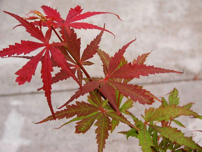 Pianta di ACERO 'Japanese Jewels' Jerre Schwartz Foto Reali H 100cm