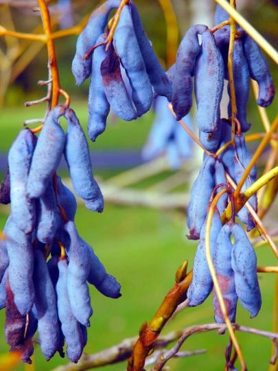 Decaisnea fargesii, pianta di fagiolo blu, pianta delle dita blu foto reali