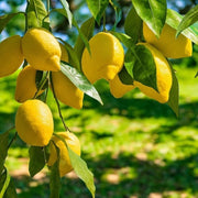 Gardenaria Limone Adamo - Citrus limon 'Adamo' - Pianta di agrume da frutto in vaso Altezza: 70/80 cm (vaso 22)