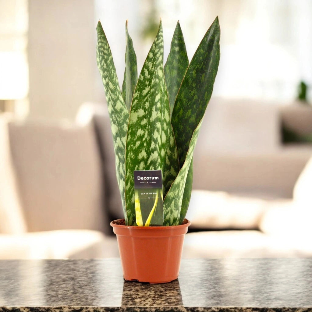 Gardenaria Sansevieria jamaiquina 'Queen' - Pianta da interno ornamentale Altezza: 30 cm (vaso 14)