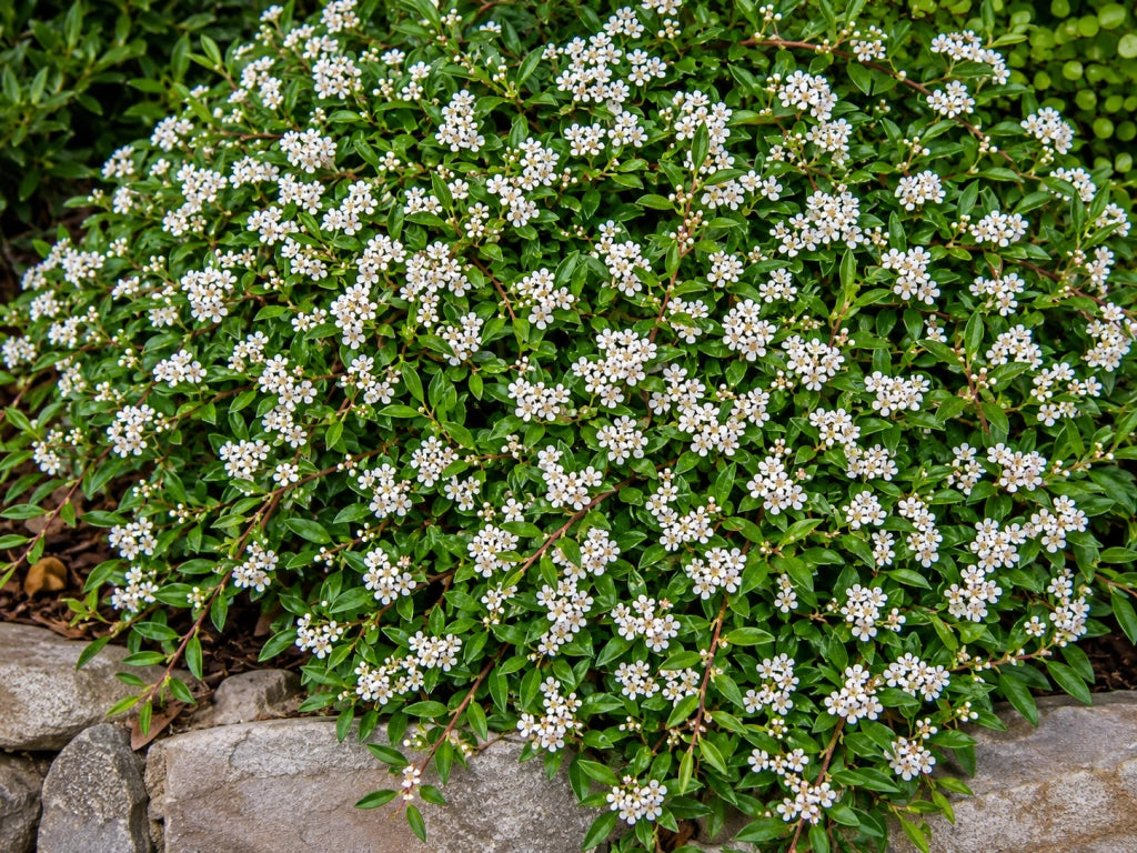 Gardenaria Cotoneaster salicifolius 'Repens' - Arbusto ornamentale da giardino Altezza: 30/35 cm (vaso19)