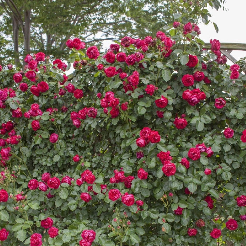 Pianta ROSA BREVETTATA ERIC TABARLY ® RAMPICANTE rosso MEILLAND  in vaso 20 cm AMDGarden