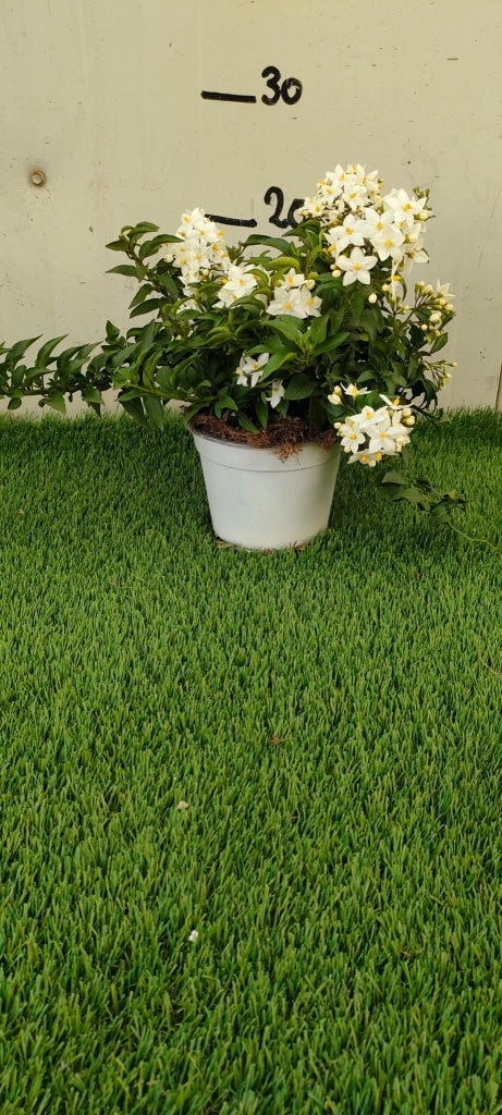 Pianta Solanum Jasminoides, vaso 14 foto reali