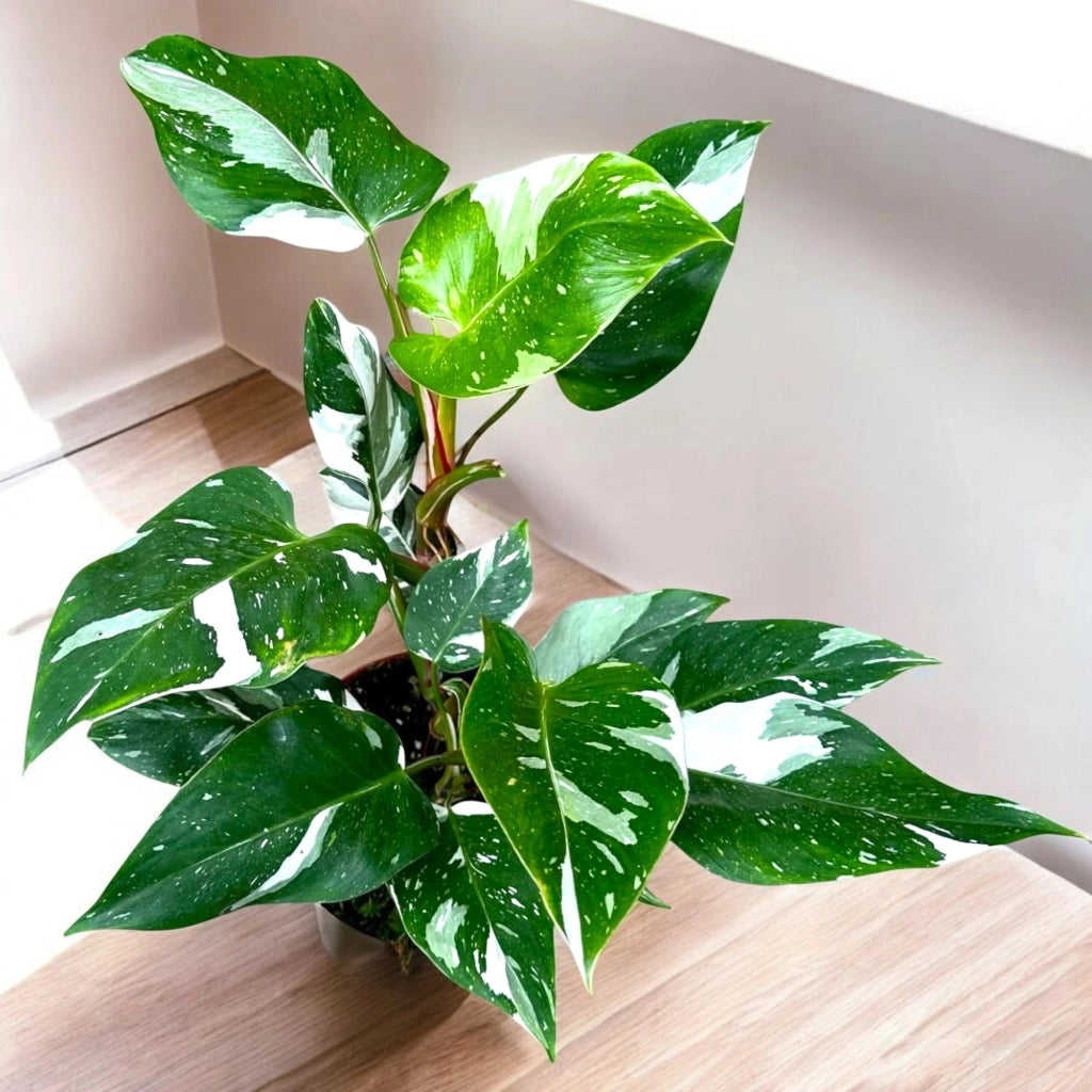 Gardenaria Philodendron white Princess - Pianta da interno ornamentale Altezza: 30 cm (vaso 12)