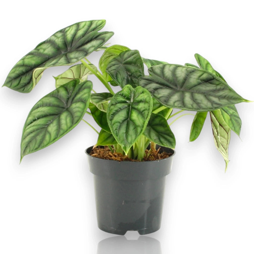 Gardenaria Alocasia 'Dragon scale' - Pianta da interno ornamentale Altezza: 30 cm (vaso 14)