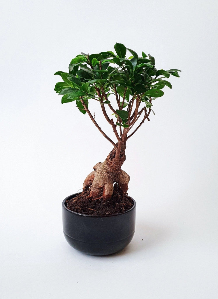Ficus Ginseng Microcarpa Bonsai N.18 Alberello Sempreverde da Interno
