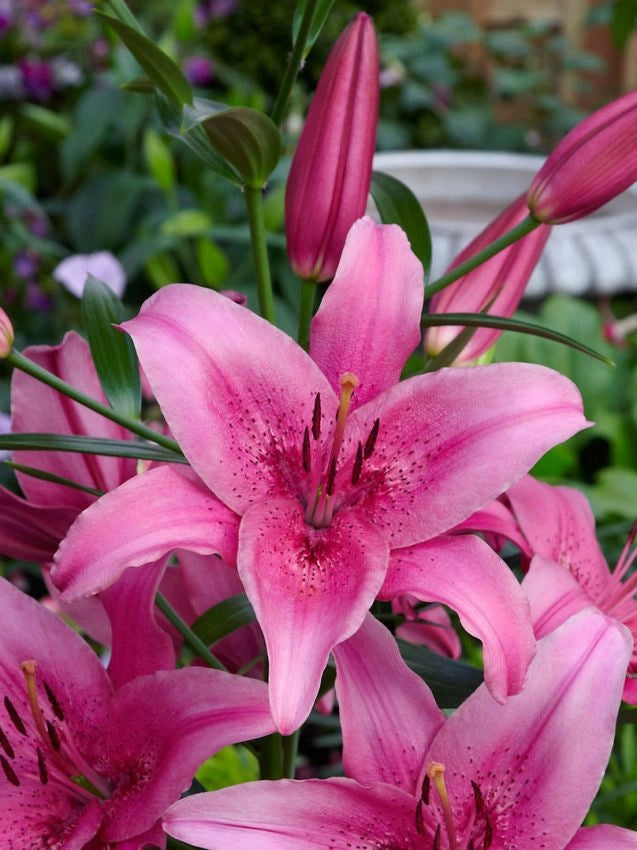 Bulbi di Lilium Asiatic Pink Rosa 14/16 – Fioritura elegante e vivace