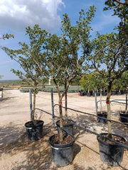 CRATAEGUS AZAROLUS ALB.55 1/2 FUSTO CRF.16/18
