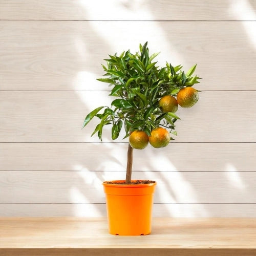 Gardenaria Clementino - Citrus clementina - Pianta di agrume da frutto in vaso Altezza: 125/140 cm (vaso26)